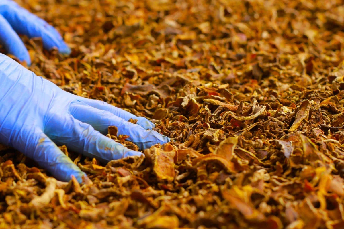 Why Processing Matters When Choosing Turmeric Powder