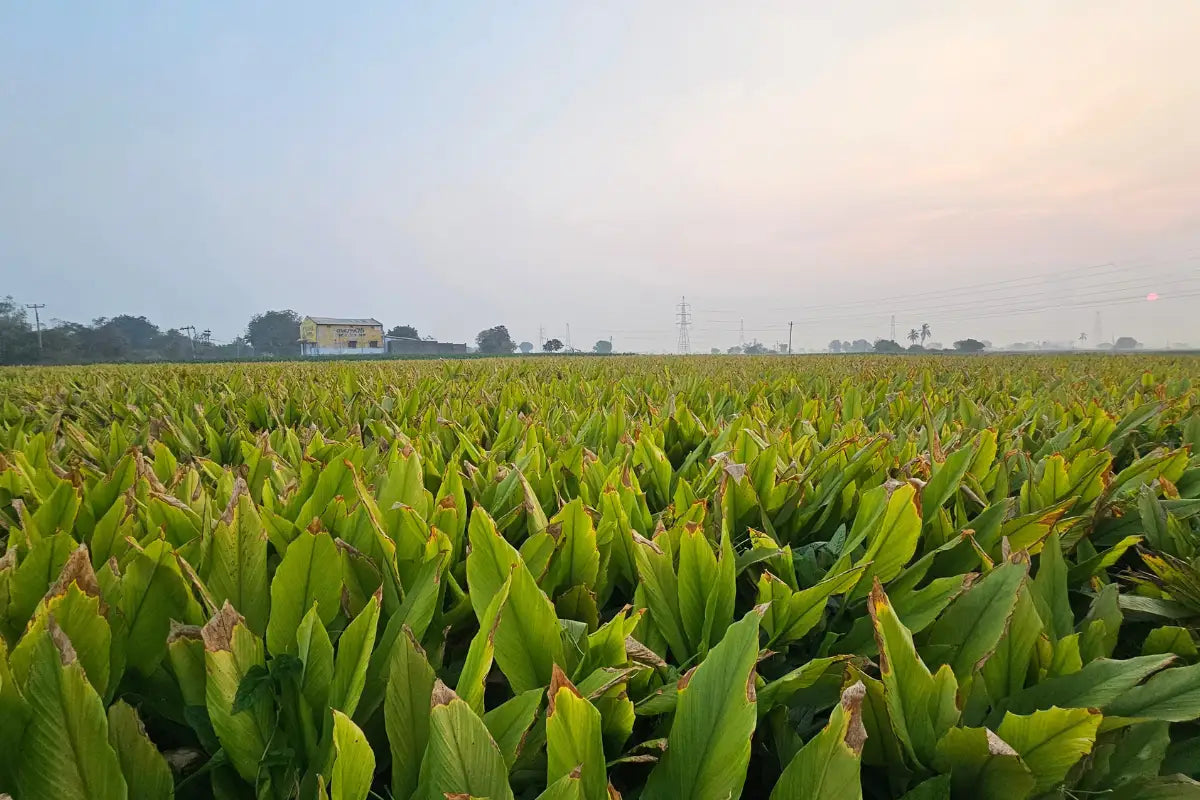 Prathibha Turmeric field