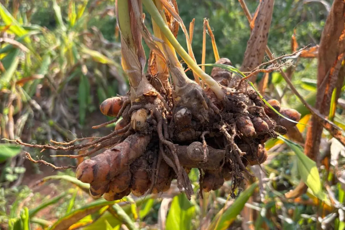 Received license from the Indian institute of spices research Calicut For cultivating exclusively prathiba turmeric