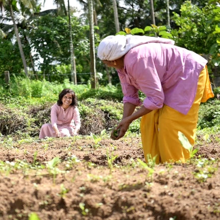Geetha and women farmers removing weeds from turmeric plants in a field