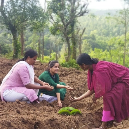 Geetha Salish and a group of farmers working together in a turmeric field