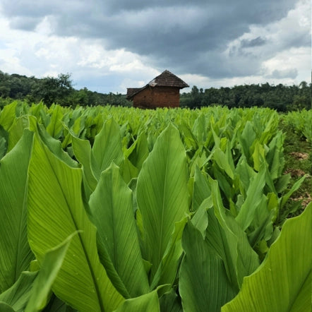 Lush green Prathibha turmeric field with a wooden hut in the background beneath a cloudy sky