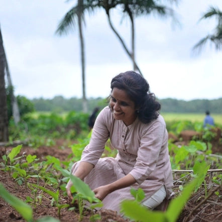 Geetha observing new turmeric saplings in her field with care and focus.