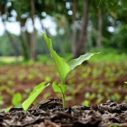 Young turmeric plant emerging from soil with a blurred natural background