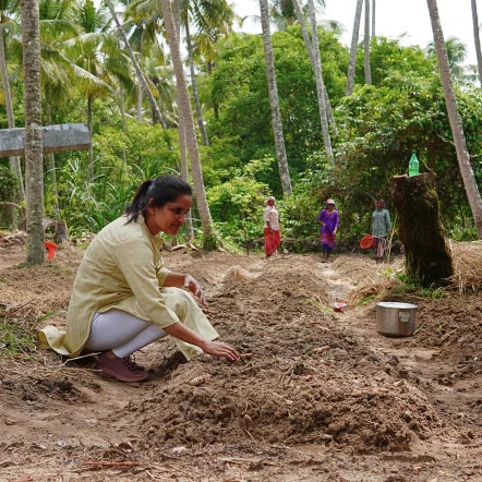 Women working in the turmeric field.  