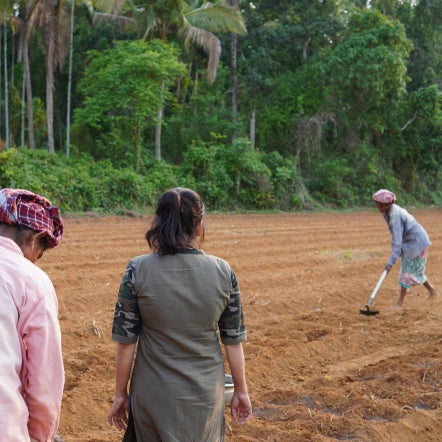 Three people working in the turmeric field.