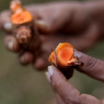 Close-up of a hand holding a split open turmeric root with a blurred background