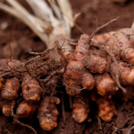 Close-up of turmeric roots with visible roots and soil