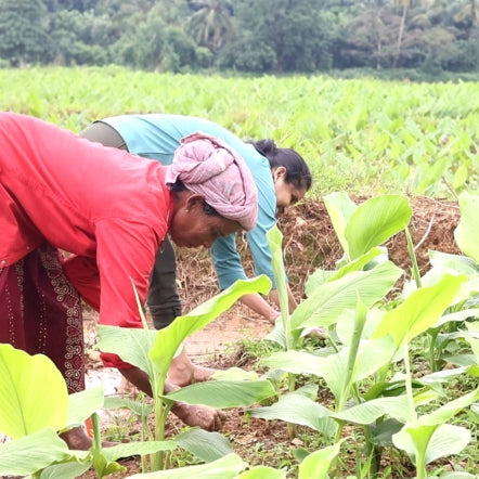 Two women working in a field with green plants and trees in the background.
